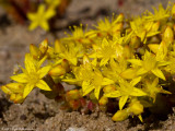 Yellow-flower