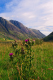 Thistle in Glencoe