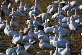 11 - Snow Geese.jpg