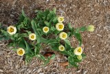 Tulips in Major's Hill Park 2015-05-09