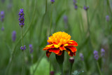 Marigold & Lavender