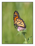 Monarque (Danaus Plexippus)