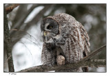 Chouette lapone / Strix nebulosa / Great Gray Owl