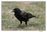 Corneille dAmrique / Corvus brachyrhynchos / American Crow