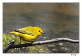Paruline jaune / Dendroica petechia / Yellow Warbler