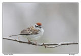 Bruant familier / Spizella passerine / Chipping sparrow