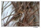 Bruant  face noire / Zonotrichia querula / Harriss Sparrow