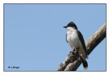 Tyran tritri / Tyrannus tyrannus / Easatern Kingbird