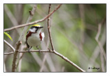 Paruline  flancs marron / Dendroica pensylvanica / Chestnut-sided Warbler