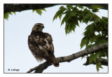 Buse  queue rousse immature / Buteo jamaicensis / Red-tailed Hawk
