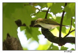 Viro aux yeux rouges / Vireo olivaceus / Red-eyed Vireo