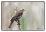 Carouge  paulettes femelle / Agelaius phoeniceus / Red-winged Blackbird