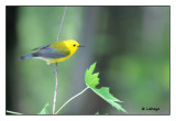 Paruline orange / Protonotaria citrea / Prothonotary Warbler