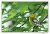 Paruline orange / Protonotaria citrea / Prothonotary Warbler