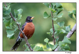Merle dAmrique / Turdus migratorius / American Robin