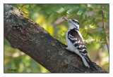 Pic chevelu /Picoides villosus / Hairy Woodpecker
