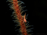 Wire Coral Shrimp