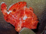 Orange Frogfish