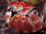 Coral Crab Pair