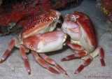 Crab Tango