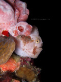 Totem Pole Frogfish