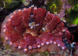 Squat Shrimp on Club-Tipped Anemone