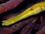 Trumpetfish