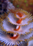 Spawning Christmas Tree Worm