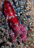 Red Snapping Shrimp