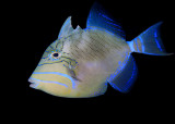 Queen Triggerfish