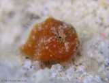 1/8 Inch Frogfish