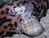 Tun Dining on Sea Cucumber