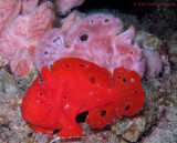 2 Male Frogfish