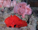 2 Male Frogfish
