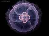 Moon Jelly