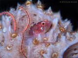 Starksia Blenny