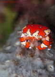 Gaudy Clown Crab