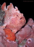 Frogfish New Mate