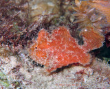 Dwarf Frogfish