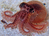 Baby Octopus