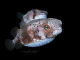 Mating Balloonfish