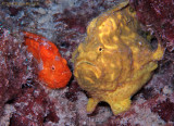 Frogfish Pair