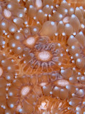 Pillar Coral Polyps