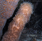 Pillar Coral Spawning