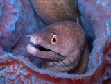 Purplemouth Moray