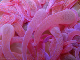 Anemone Detail