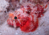 Coral Scorpionfish