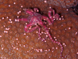 Brittle Star & Star Coral Eggs