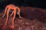 Orange Brittle Star Spawning 