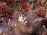 Flower Coral Spawning + VIDEO